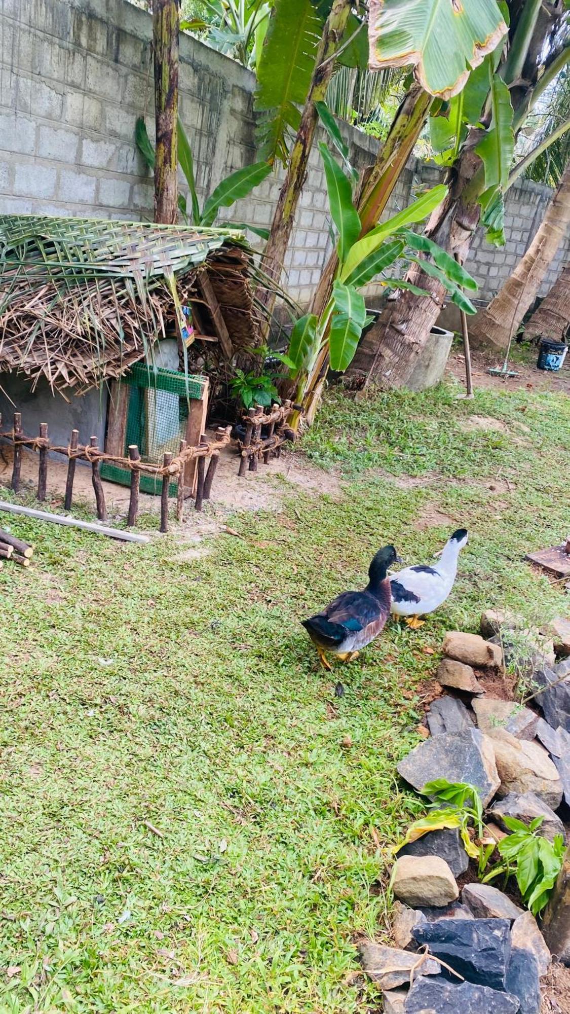 Silence Paradise Tangalle Exterior photo